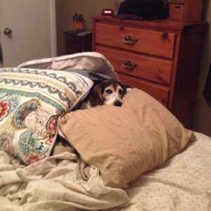 Daily Dog