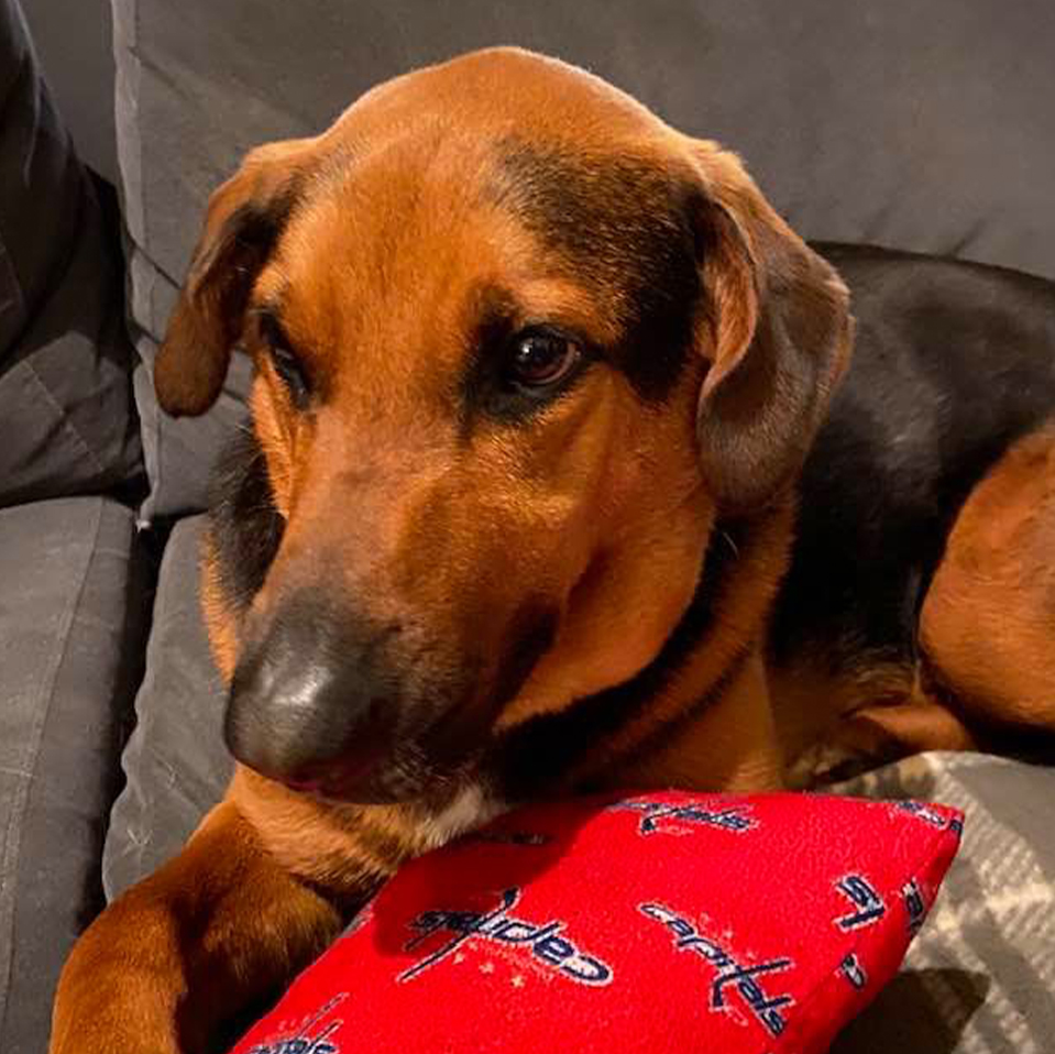 Daily Dog