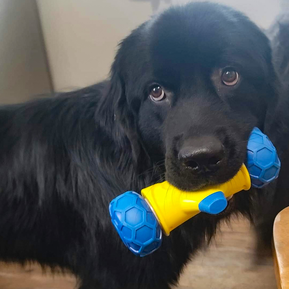 Daily Dog