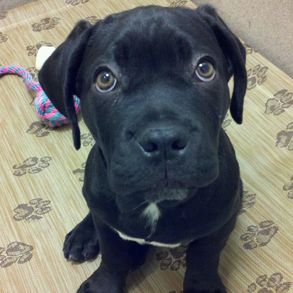 Daily Dog