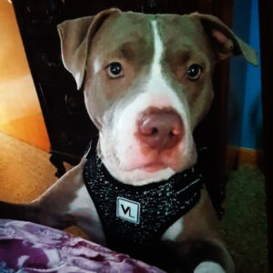 Daily Dog