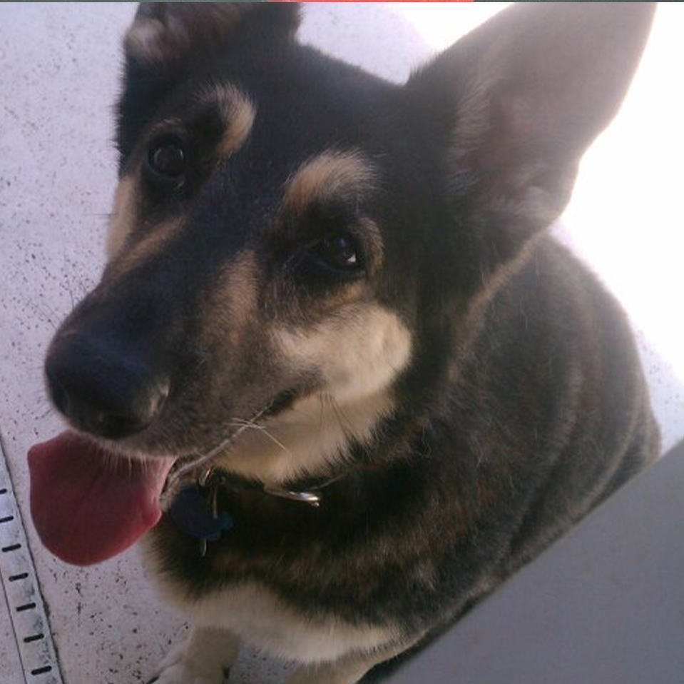 Daily Dog