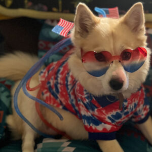 Daily Dog