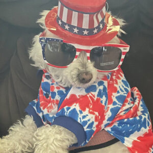 Daily Dog