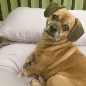 Daily Dog