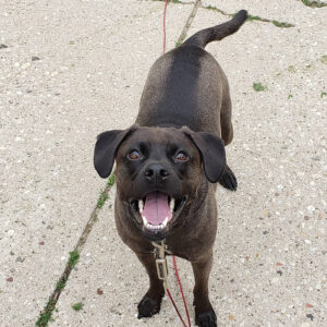 Daily Dog