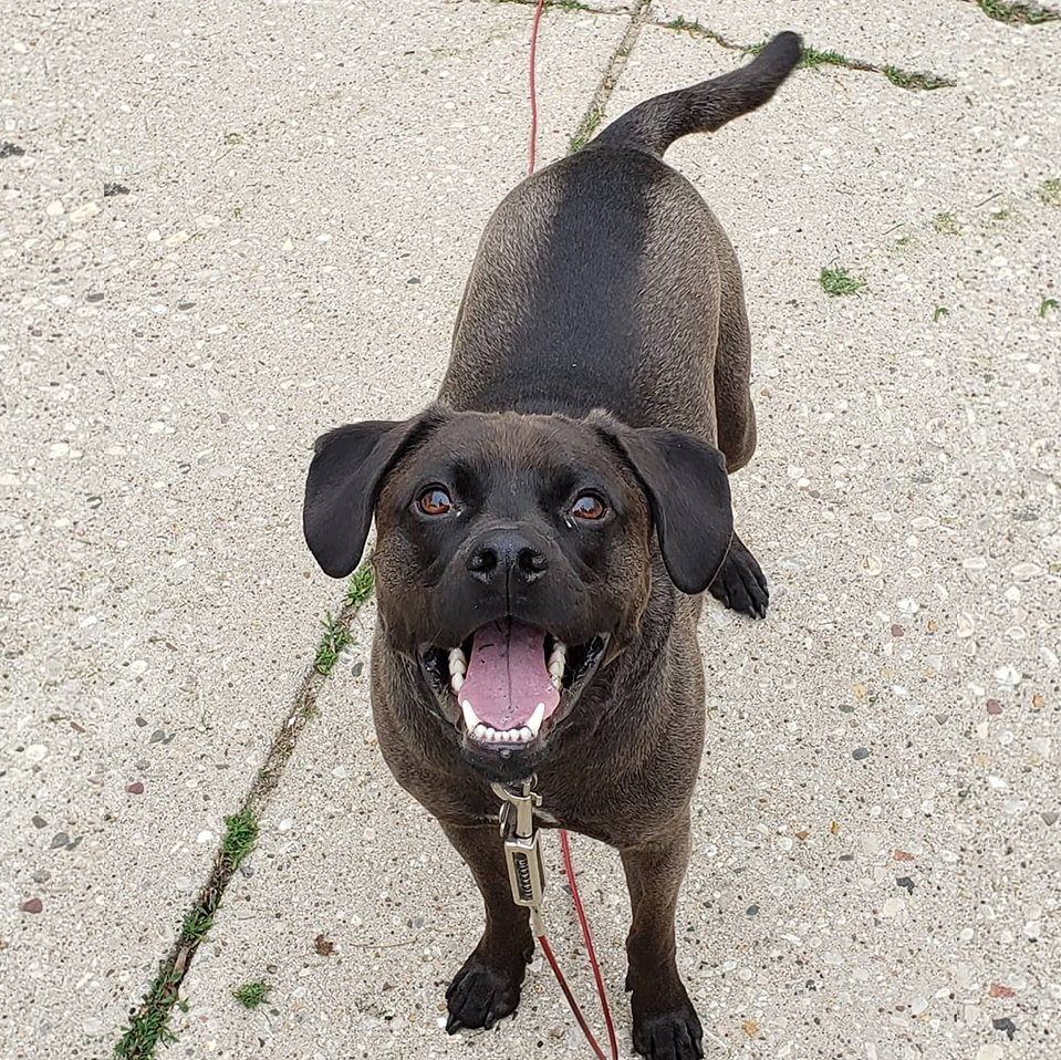 Daily Dog
