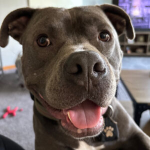 Daily Dog
