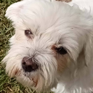 Daily Dog