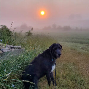 Daily Dog