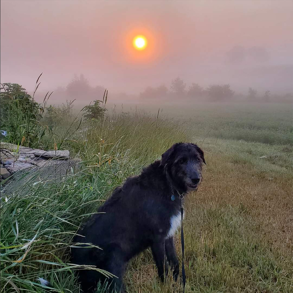 Daily Dog
