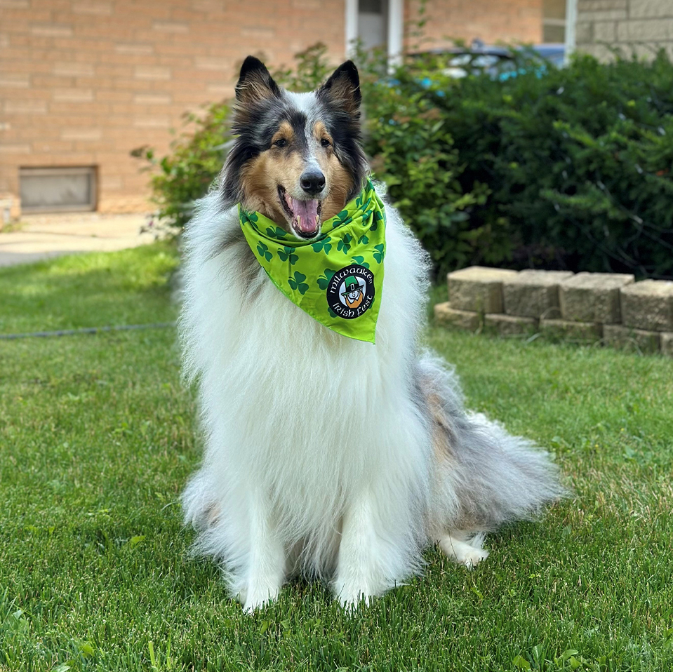 Daily Dog
