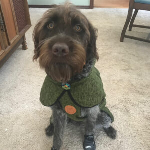 Daily Dog