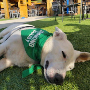 Daily Dog