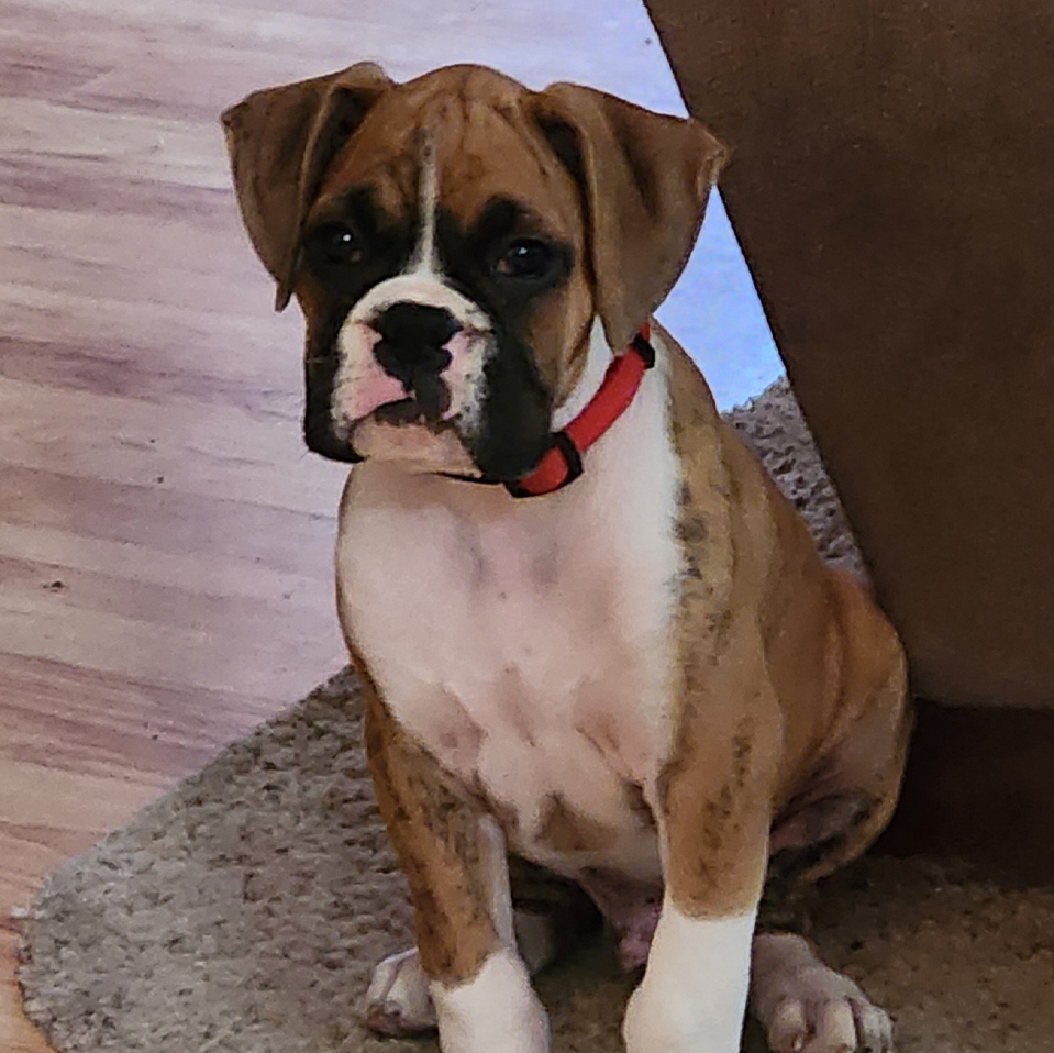 Daily Dog