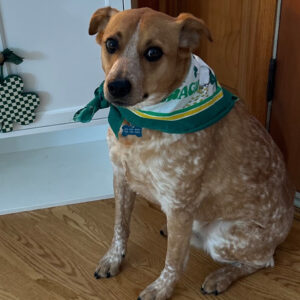 Daily Dog