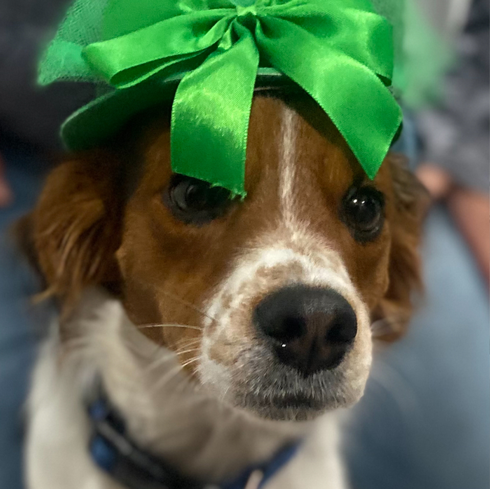 Daily Dog