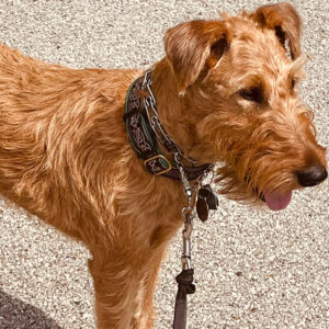 Daily Dog
