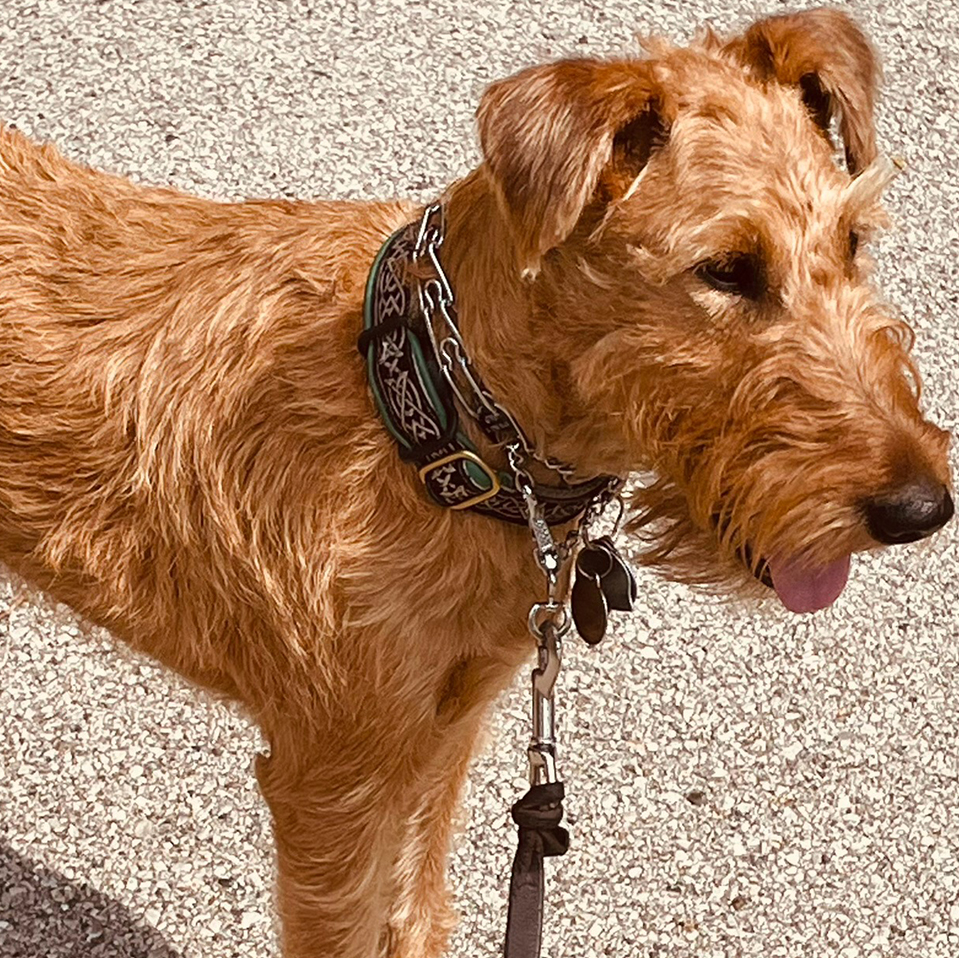 Daily Dog