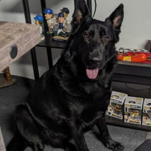 Daily Dog