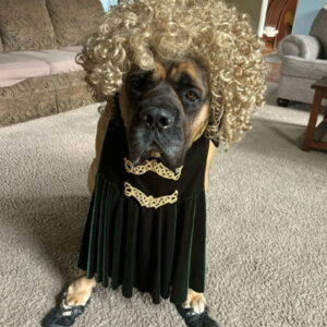 Daily Dog