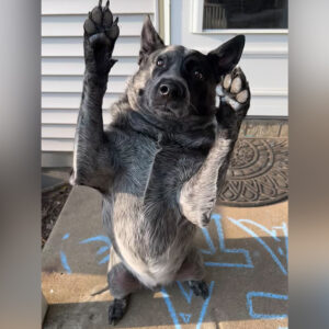 Daily Dog