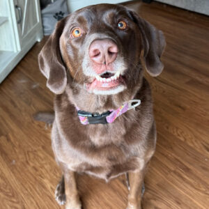 Daily Dog