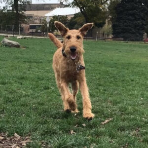 Daily Dog