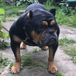 Daily Dog
