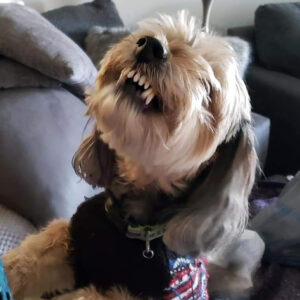 Daily Dog