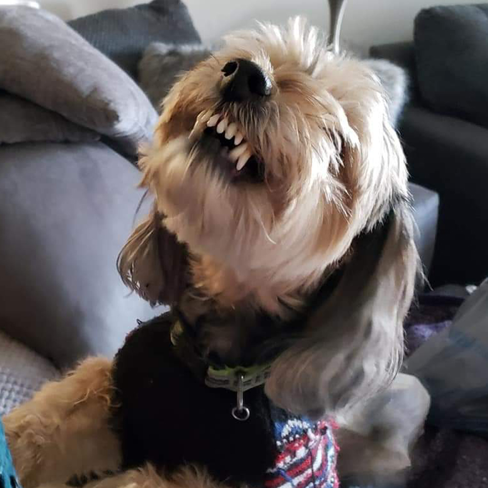 Daily Dog