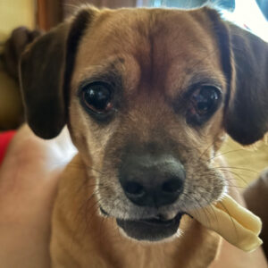 Daily Dog