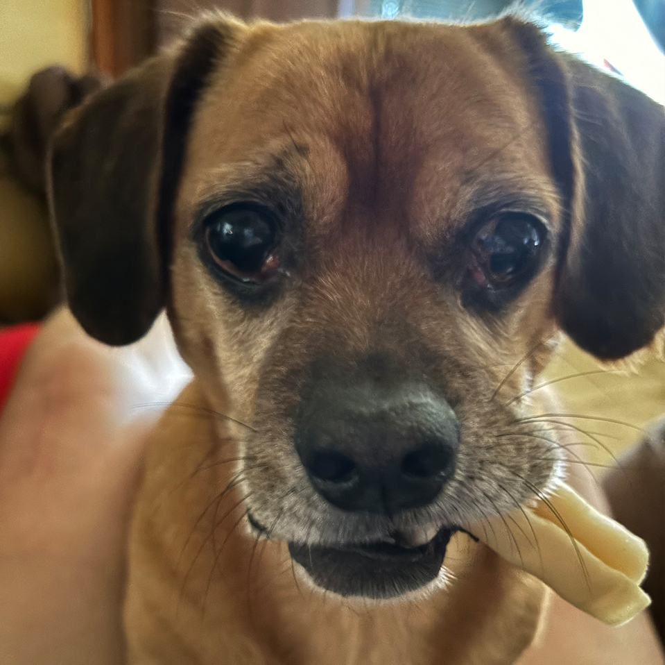 Daily Dog