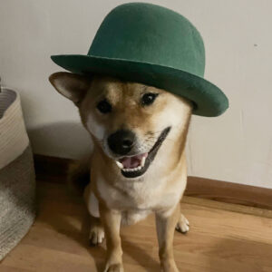 Daily Dog