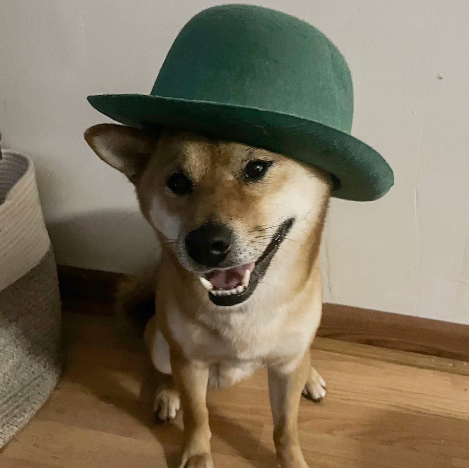 Daily Dog