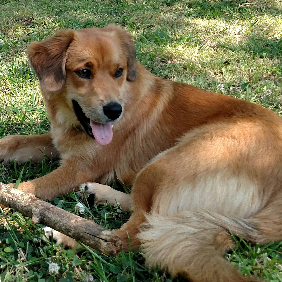 Daily Dog