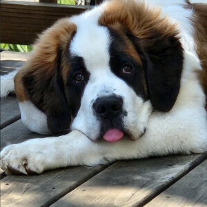 Daily Dog
