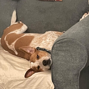 dAILY dOG