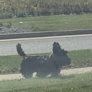 Daily Dog