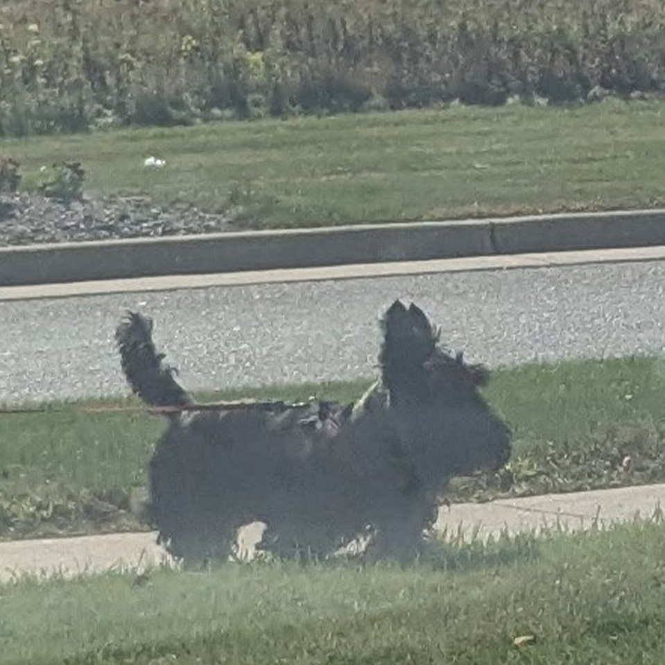 Daily Dog
