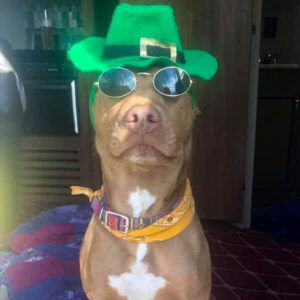 Daily Dog
