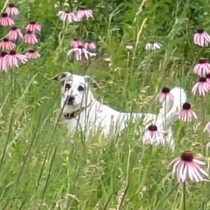 Daily Dog