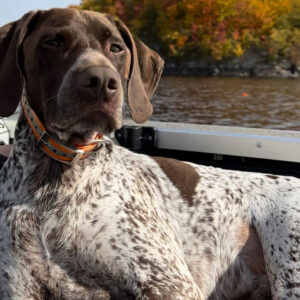 Daily Dog