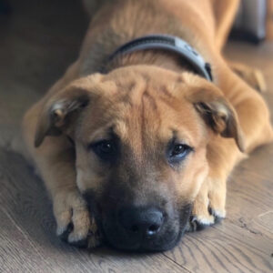 Daily Dog