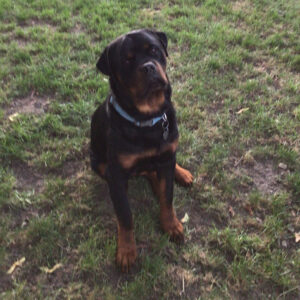 Daily Dog