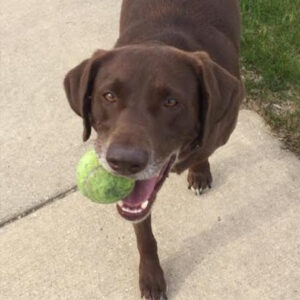 Daily Dog
