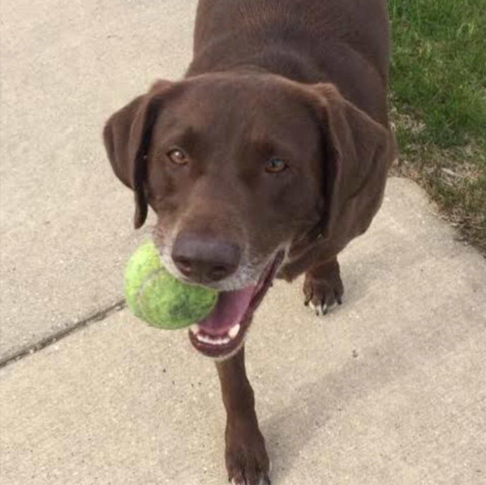 Daily Dog