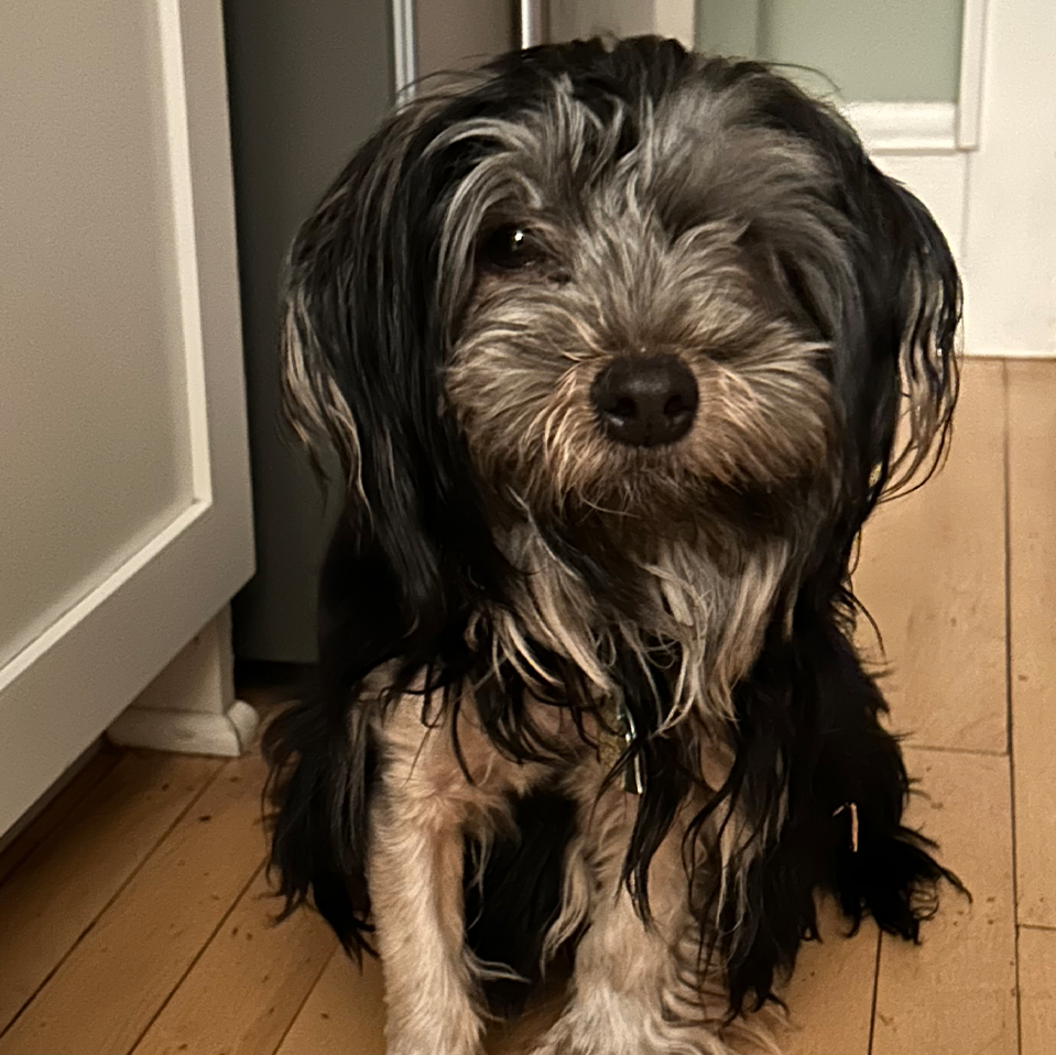 Daily Dog