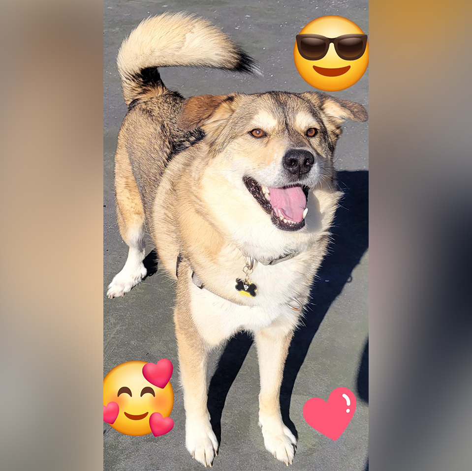 Daily Dog