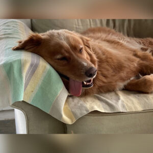 Daily Dog